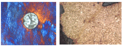 photomacrographs